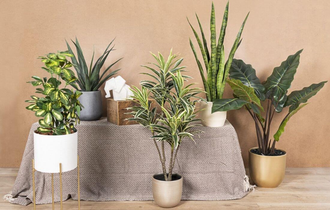 Élevez votre espace avec les plantes en soie Easyplants